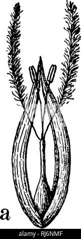 . Grasses of North America [microform] : the grasses classified, described and each genus illustrated, with chapters on their geographical distribution and a bibliography. Grasses; Forage plants; Graminées; Plantes fourragères. Fig. 15.—Anthplioni tUganx. A, siiikclins; a, Horet. (Scribner.) Spikelets l-flowered, :}-4 together, of whieli 1-2 are perfect, 2-3 sterile ; eacli group surrounded by a hard involucre consisting of the first empty glumes of each spikelet, the groups falling olf entire from the fiexuose rachis of the single terminal spike. First glume minute, second largest, third smal Stock Photo