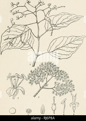 . Chinese economic trees. Trees -- China. EBENACEAE 271. 4. ^ 6 7 Plate 94. CORNUS MACROPHYLI-A Wallich 1. Fruiting branch; 2. Inflorescence; 3. Flower; 4. Fruit; 5. Section of fruit; 6. Petal; 7. Pistil; 8. Stamen; 9. Section of flower. (Details enlarged.). Please note that these images are extracted from scanned page images that may have been digitally enhanced for readability - coloration and appearance of these illustrations may not perfectly resemble the original work.. Chi'ên, Huan-yung, 1895-. [Shanghai] Printed by the Commercial Press Stock Photo