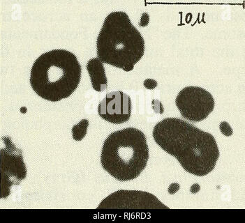 . Chinese herpetological research. Amphibians; Reptiles. Fig. 2. The chromosomes of Sphenomorphus indicus. There are seven pairs of metacentric macrochromosomes and seven pairs of microchromosomes.. Please note that these images are extracted from scanned page images that may have been digitally enhanced for readability - coloration and appearance of these illustrations may not perfectly resemble the original work.. Zhongguo liang qi pa xing dong wu xue hui. Berkeley, Calif. : Chinese Society for the Study of Amphibians and Reptiles Stock Photo