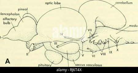 . Chordate morphology. Morphology (Animals); Chordata. olfactory bulb