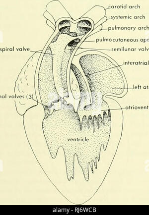 . Chordate morphology. Morphology (Animals); Chordata. which the heart ...