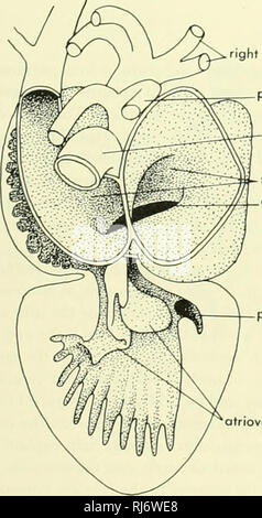 . Chordate Morphology. Morphology (animals); Chordata. Pulmonary Artery 