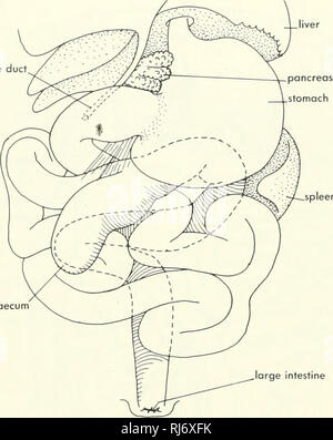 . Chordate morphology. Morphology (Animals); Chordata. bile duct ...