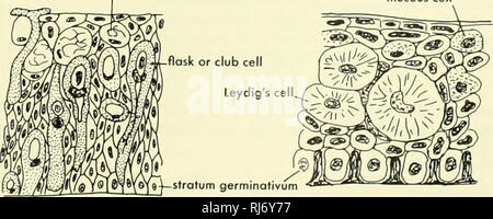 . Chordate morphology. Morphology (Animals); Chordata. 8 The Skin and