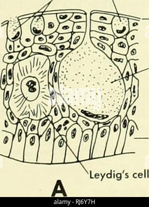 . Chordate morphology. Morphology (Animals); Chordata. 8 The Skin and