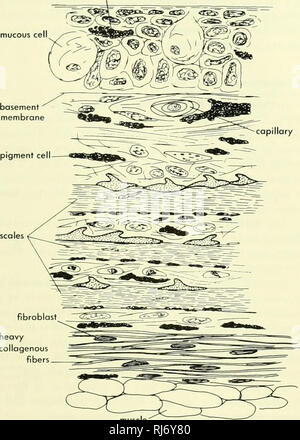 . Chordate morphology. Morphology (Animals); Chordata. 8 The Skin and