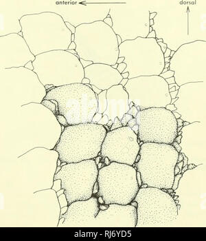 . Chordate morphology. Morphology (Animals); Chordata. 8 The Skin and