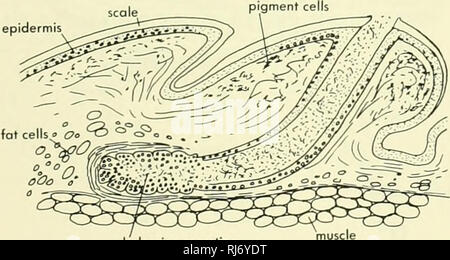 . Chordate morphology. Morphology (Animals); Chordata. 8 The Skin and