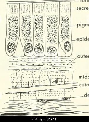 . Chordate morphology. Morphology (Animals); Chordata. 8 The Skin and