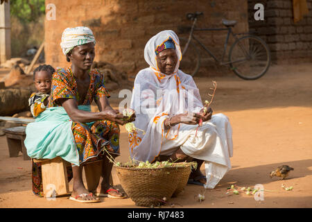 Karfiguela village, Banfora, Cascades Region, Burkina Faso, 6th December 2016; Sanata Kone, benificiary with her mother, Kaflafi, who is head of household, They are removing Da fruits from their stalks to make a sour sauce. Stock Photo