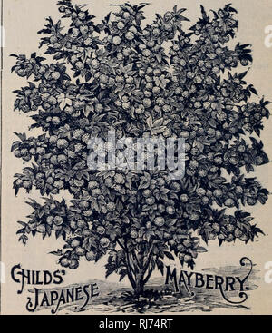 . Childs' rare flowers, vegetables, &amp; fruits. Commercial catalogs Seeds; Nurseries (Horticulture) Catalogs; Seeds Catalogs; Flowers Catalogs; Vegetables Catalogs; Fruit trees Catalogs; John Lewis Childs (Firm); Commercial catalogs; Nurseries (Horticulture); Seeds; Flowers; Vegetables; Fruit trees. Tree Strawberry, Or Strawberry-Raspberry. The Largest and Most Beautiful Berry in the World, and the Most Productive and Easily Grown. This is one of the most unique and at the same time the largest and most beautiful berry of any kind that has yet appeared before the public. It comes to us from 