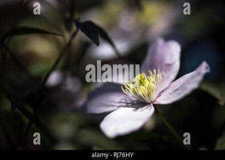 Nahaufnahme einer Clematis Blüte, Waldrebe, Offenblende, Lichtführung, Stock Photo