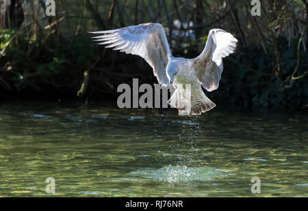 Second Winter Herring Gull (Larus Argentatus) with wings out driving into water in Winter in the UK. Stock Photo