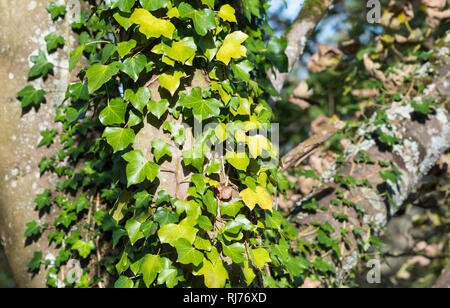 Ivy creeper (Hedera) growing and climbing up a tree trunk in Autumn in the UK. Stock Photo