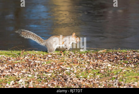 Grey Squirrel UK Sciurus carolinesis, running with acorn in it's mouth, Regent's Park London UK Stock Photo
