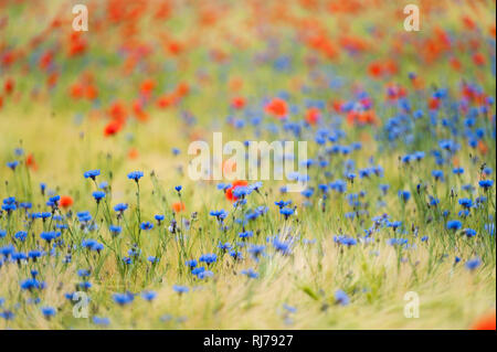 blaue Kornblumen mit rotem Mohn im Getreidefeld