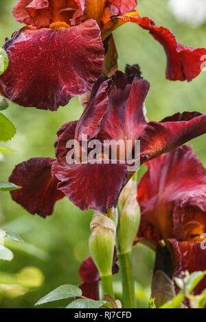 Sibirische Schwertlilie im Garten Stock Photo