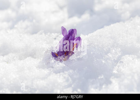 Close up of a flowering crocus tommasinianus peeping through the snow, UK Stock Photo