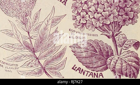 . Childs' rare flowers, vegetables, &amp; fruits. Commercial catalogs Seeds; Nurseries (Horticulture) Catalogs; Seeds Catalogs; Flowers Catalogs; Vegetables Catalogs; Fruit trees Catalogs; John Lewis Childs (Firm); Commercial catalogs; Nurseries (Horticulture); Seeds; Flowers; Vegetables; Fruit trees. Gliaijtqus ];)an)pieri. This ranks as one of the very choicest of all flowers. In brilliancy of color there is nothing which can surpass it. The blossoms are borne in large clusters, and are of the most intense scarlet color with a jet black center. The plant is of a trailing habit, with very han