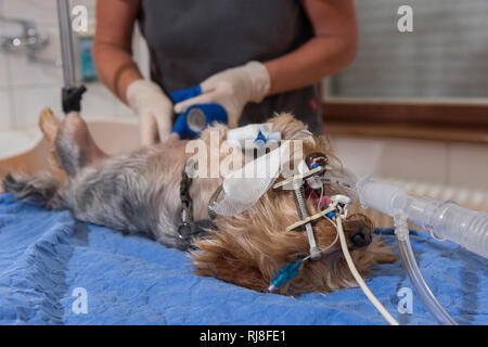 Hund beim Tierarzt, intubiert, Verband Stock Photo - Alamy