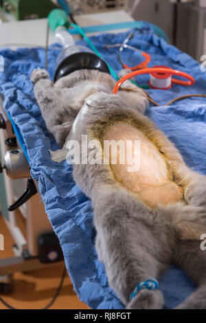 Katze Beim Tierarzt Operation Kastration Entfernung Der Ovarien