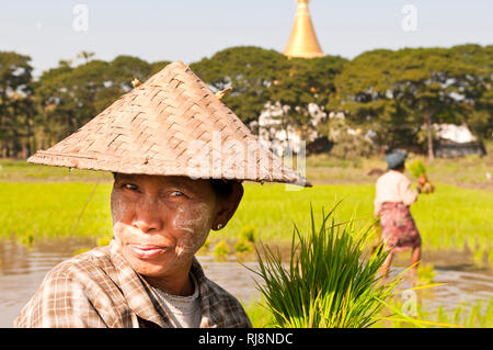 Bäuerinnen im Reisfeld bei der Arbeit mit Stupa im Hintergrund Stock Photo