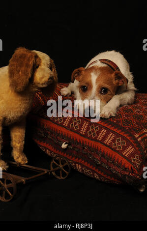Jack Russel Terrier liegt neben Stoffhund auf einem Kissen
