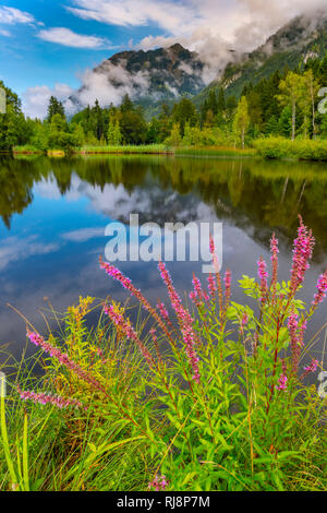 Blutweiderich, Ährenweiderich, (Lythrum salicaria), Moorweiher, bei Oberstdorf, Oberallgäu, Allgäu. Bayern, Deutschland, Europa Stock Photo