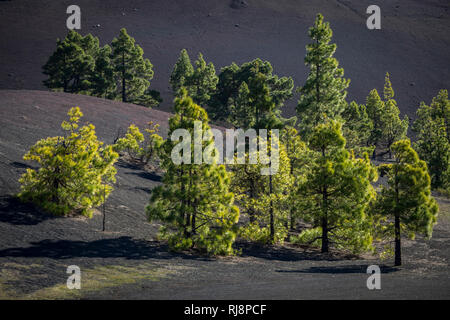 die dunklen Lavasandflächen von Llano del Jable mit Kanarischen Kiefern (Pinus canariensis), La Palma, Kanarische Inseln, Spanien Stock Photo