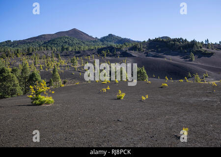 die dunklen Lavasandflächen von Llano del Jable, hinten der Vulkan Pico Birigoyo (1807m), La Palma, Kanarische Inseln, Spanien Stock Photo