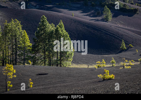 die dunklen Lavasandflächen von Llano del Jable mit Kanarischen Kiefern (Pinus canariensis), La Palma, Kanarische Inseln, Spanien Stock Photo