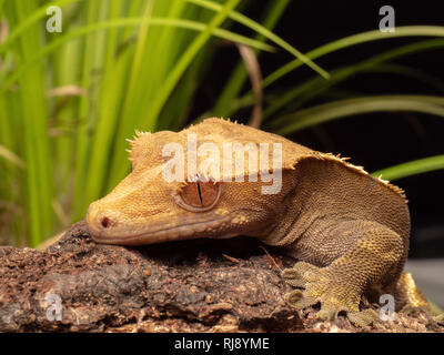 A macro shot of a Crested Gecko (Correlophus ciliatus) sat on a wooden log with green flora behind it Stock Photo