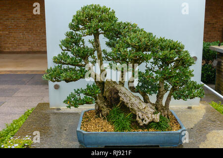 Bonsai tree around 60-70 years old Stock Photo - Alamy