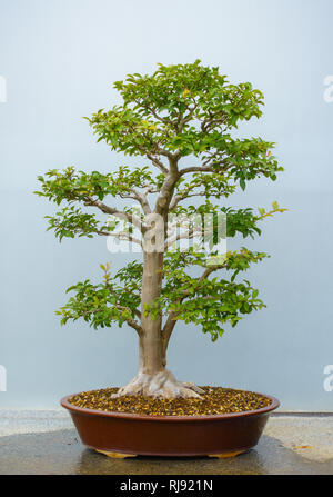 Bonsai tree around 60-70 years old Stock Photo - Alamy