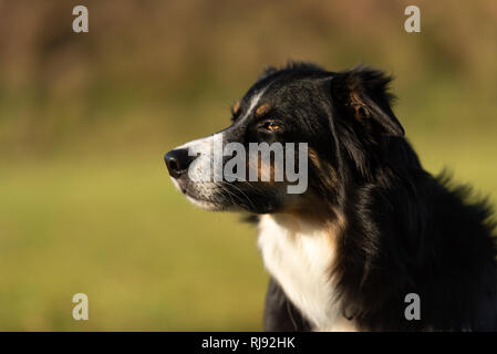 Border Collie dog portrait. Proud dog ist sitting in front of green background Stock Photo