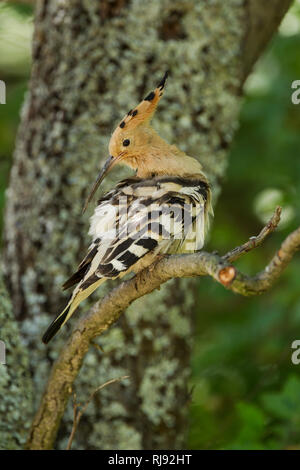 Hoopoe, Latin name Upupa epops, perched on a branch while preening Stock Photo