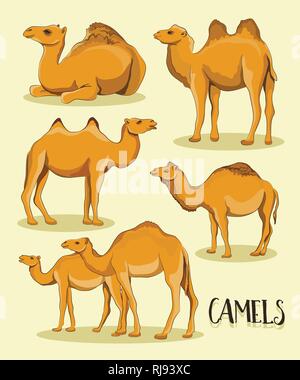 Camel Silhouettes set. Vector illustration EPS 10 Stock Vector