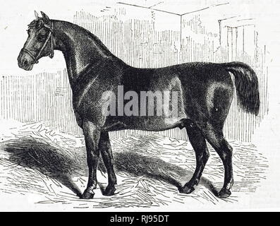 An engraving depicting a Cleveland Bay, a breed of horse that originated in England during the 17th-century. Dated 19th century Stock Photo