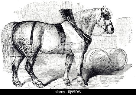 An engraving depicting a Draft horse, a large horse bred to be a working animal used for farm labour. Dated 19th century Stock Photo