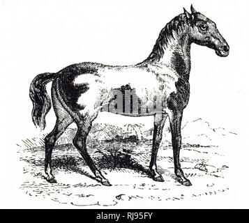 An engraving depicting a Tangum horse. This Tibetan horse (Equus Caballus Various) is a piebald racehorse found in Tibet and East Asia. Dated 19th century Stock Photo