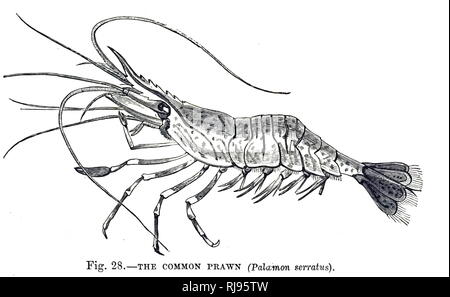 An engraving depicting a common prawn (Palaemon serratus) a species of shrimp found in the Atlantic Ocean. Dated 20th century Stock Photo