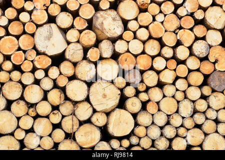 Close up of a stack of cut tree trunks, Dolomites, South Tyrol, Italy Stock Photo