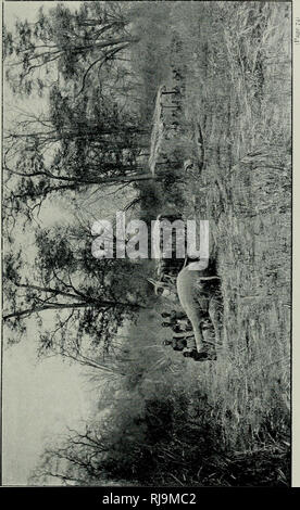 . Chasses aux grands fauves : pendant la traversée du continent noir du Zambèze au Congo francais. Hunting. . Please note that these images are extracted from scanned page images that may have been digitally enhanced for readability - coloration and appearance of these illustrations may not perfectly resemble the original work.. Foà, Edouard, 1862-1901. Paris : Plon, Nourrit et Cie. Stock Photo