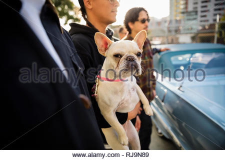 Portrait French bulldog being held by man