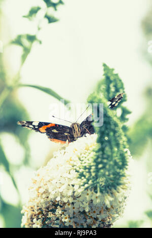 Schmetterling, Admiral auf einer Blüte, frontal Stock Photo