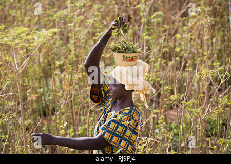 Kisambo Village, Yako, Burkina Faso, 28th November 2016; Marie Ouedraogo collecting boabab leaves in Kisambo garden which uses a solar powered irrigation system. (Goutte A Goutte system) Stock Photo