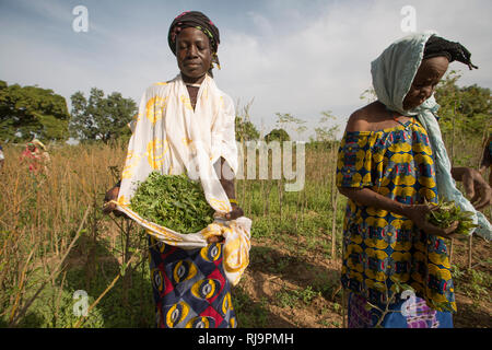Kisambo Village, Yako, Burkina Faso, 28th November 2016; Members of the garden collecting moringa leaves. The Kisambo garden uses a solar powered drip-feed irrigation system. (Goutte A Goutte system) Stock Photo
