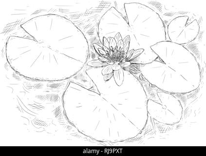 Drawing of nymphaea Plant Flower and Leaves on Water Stock Vector