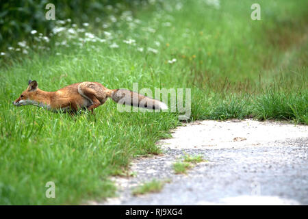 Junger Fuchs Stock Photo