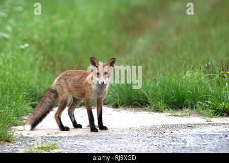 Junger Fuchs Stock Photo